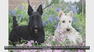Scottish Terrier: Pros and Cons of Owning This Spirited Breed