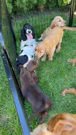 Nos fameux petits bébés Cocker Anglais 🤩🥰❤️🐶 #cocker #cockeranglais #cockerspaniel #cockerspanielpuppy #puppy #dogpuppy #dog #doglover #dogsofinstagram | Élevage Le fameux Cocker Spaniel Anglais Belgique / France