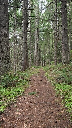 1 minute Lower Elk Spur & Scout Loop Trail nature hike - Elbe, Washington 3
