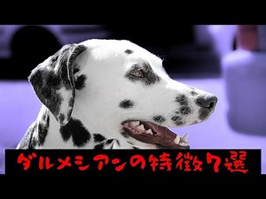 ダルメシアンの特徴7選