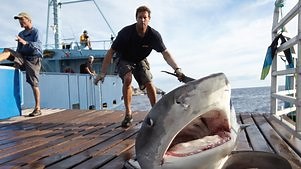 Shark Men: Season 3 Episode 1 Tagging Tigers