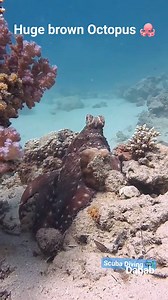 74K views · 1.9K reactions | Huge Brown octopus encounter  #octopus #octopuslove #underwaterlife #scubadiving #marinelife #marineconservation #camouflage | Scuba Diving Holidays | Facebook