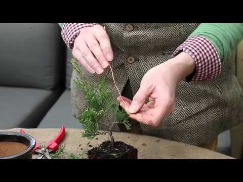 Comment créer un bonsaï ?