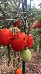 This was such a huge mistake!🫣 I heard SO many good things about the Amish paste tomato, so I had to give it a go and now I’m totally regretting it. We’ve had an incredibly wet season (which increases the risk of blight), so maybe the Amish paste tomato would do okay with average rainfall? Even still, it’s been completely destroyed by blight where the disease is minimal in my other varieties. It’s just not worth the risk for me! Next, let’s talk about indeterminate tomatoes....While the continu