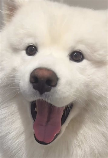 weather network says: major weekend storm, big snowy impacts ❄️ Mango says: GIB ❄️