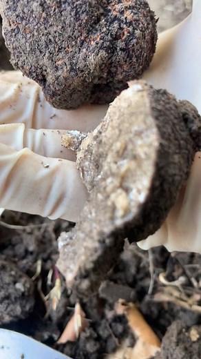 366 reactions · 7 comments | It's not easy to find truffles. #Blacktruffle #truffle | Yang Yang | Facebook