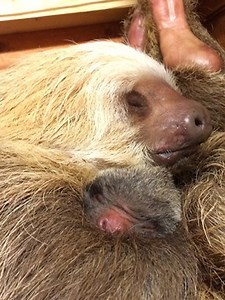 Rare two-toed sloth born at Zoo Atlanta