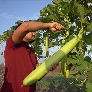 1.7M views · 10K reactions | 100+ Amazing Indian Village Cooking Videos you can now watch on our page. | Street Food And Travel TV India | Facebook