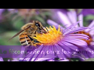 La fécondation chez les plantes à fleurs