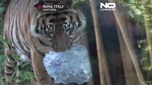 Rome zoo cools animals with icy treats as heatwave grips Italy