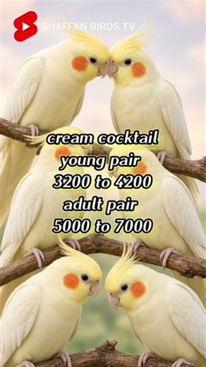 Latest Birds Price in Pakistan 2026 | Australian Parrot, Cockatiel & Fisher Price #viral #birds