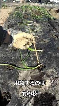 神技!!!タマネギ苗を秒で植える方法!!!教えたくなかった玉ねぎ農家の秘技公開#shorts