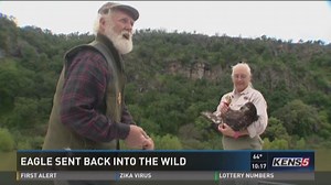 Birds of prey rescue sets bald eagle free