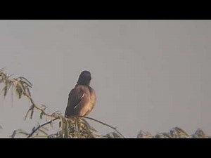 Common Myna Bird Call | IndianMyna Bird Sound