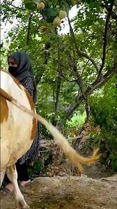 زندگی روستایی در افغانستان - گاو داری - #Shorts