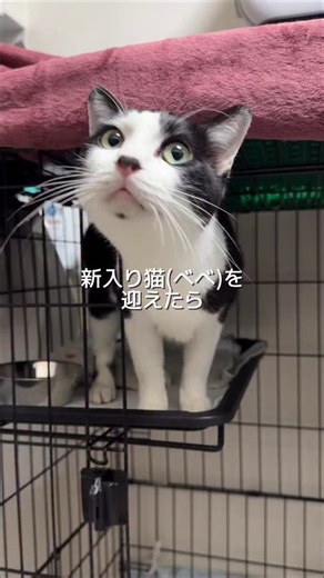 レオ | 1分でわかる猫あるある＆豆知識𓃠 on Instagram: "新入り猫を迎えたら、 先住猫の性格が変わりました。 こんにちは✨ レオ(@reo_neko_kurashi)です🙋🏻‍♀️♡ \現役猫カフェスタッフが教える🐾/ □家猫2匹の日常とリアルをお届け🐈⸒⸒⸒⸒ □オススメの猫グッズもシェア👍🏻 ̖́- □コラボ動画作成中📽️🐾 𓐄 𓐄 𓐄 𓐄 𓐄 𓐄 𓐄 𓐄 𓐄 𓐄 𓐄 𓐄 𓐄 𓐄 𓐄 𓐄 𓐄 𓐄 「多頭飼いって大丈夫かな…」 そう不安に思う人にこそ見てほしい、 リアルな変化です。 ツンが強くなったり、 膝に来なくなったり、 正直ちょっと切ない瞬間もあるけど…。 それでも私は べべを迎えたことを後悔していません。 理由は、 シンバに ・猫同士で遊ぶ楽しさ ・追いかけっこし合う楽しさ を知ってもらえたこと。 そして お留守番の時間に 「ひとりで寂しい」と感じる時間を 少しでも減らしてあげられたこと。 将来的に仲良くなれたら、 それは シンバに友達ができた ということだから。 もちろん、相性はとても大切。 もしシンバに