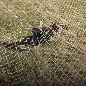 ゴールネットに引っ掛かったフクロウを、優しい人々が救います！ ViralHog 彼らのウェブサイトもチェック！ https://reefmonkey.com/ 他にもイミシンな動画がいっぱい ➡youtube.com/イミシン_動画/videos | イミシン