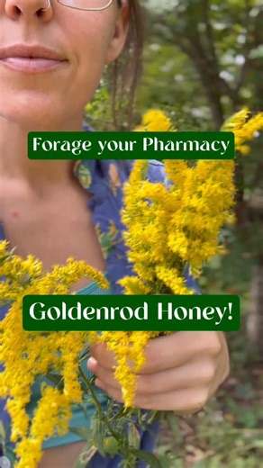 Goldenrod honey 🍯 is one of the sweetest ways we know to calm our allergies and soothe upper respiratory crud. Solidago spp plants make a wonderful drying decongestant. The plants contain compounds that are known to be antihistamine, anti-inflammatory, and antioxidant - so great for calming inflamed airways, too. We also make oils, teas and tinctures, which are more concentrated medicine, but the honey is a great addition to herbal teas, soothing for sore throats, and of course the tastiest med