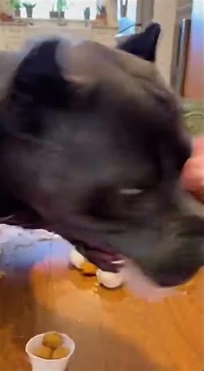 Popcorn Chicken Vacuum Challenge: Cane Corso vs. Dad! 🍗 #popcornchicken #funnyanimals #dogchallenge