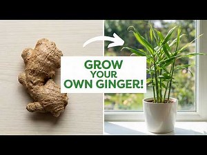 How to Grow Ginger at Home from a Store Bought Root