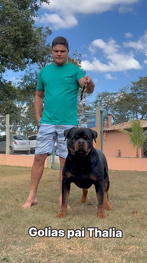 5.6K views · 155 reactions | Canil Império Negro 轢  WhatsApp 34 99152 7262 . . . #rottweiler #rottweilers #rottweilerclub #rottweilerpuppy #rottweilerworld #rottweilerfans #dog #doglife | Canil Império Negro Rottweiler | Facebook