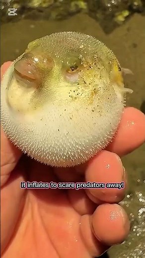 "This Pufferfish Inflates Like a Balloon! 🐡 | Amazing Ocean Creatures #shorts" #animals #wildlife