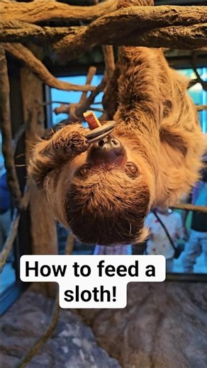 How to feed a sloth! #shorts