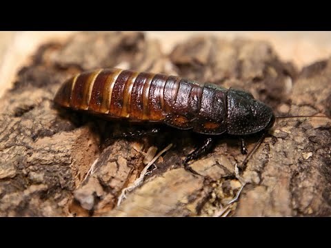 Learn All About Madagascar Hissing Cockroaches