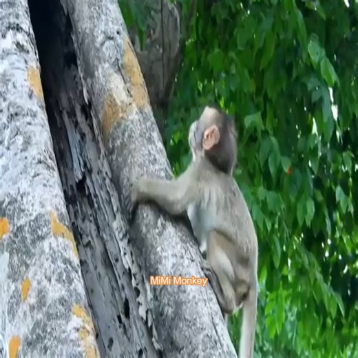 5.6K views · 55 reactions | Severe Head Trauma Poor baby Lola falling down high tree Lola severe vomiting. | MiMi Monkey | Facebook