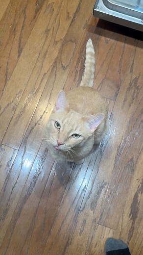 This is the type of energy my cat and I have for each other. 😁🐾 #mycat #cat | Justin Jones