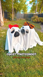 244K views · 9.4K reactions | Have you ever seen a sad ghost and a ghost with a head tilt together? Now you have  Which photo is your favorite? 李 #pug #dog #dogsofinstagram #pugsofinstagram #WeeklyFluff | Loulou the pug | Facebook