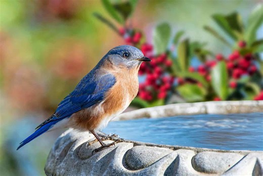 Pests Be Gone! These 6 Birds Love to Eat Mosquitoes