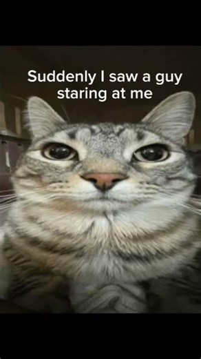 Try not to get scared #cats #funny #catmemes