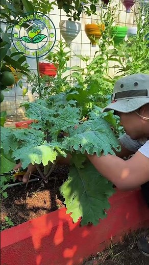 Berkebun di Halaman Rumah, Hobi Sederhana yang Penuh Kebahagiaan