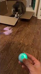 Interactive Cat Toys Review | best Cat Toys For Kittens #interactivecattoys
