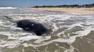4.5K views · 31 reactions | ⚠️BEACHED WHALE AT SWANBOURNE⚠️ A Beaked...