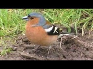 CHAFFINCH Calling & Singing - Beautiful Birdsong - Fringilla coelebs