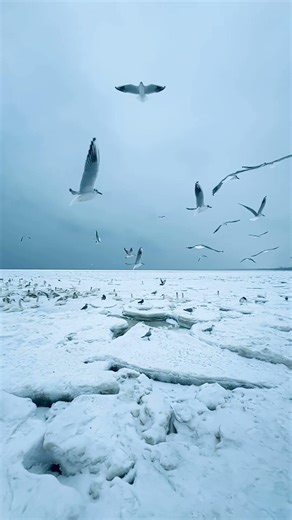 Seagulls Gliding Over a Frozen Sea