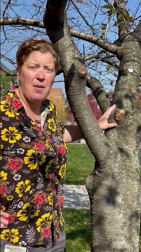 Gummosis & Cherry Tree Care