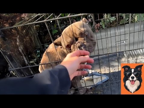 French Bulldog Abandoned in Parking Lot with Injuries. Happy ending.