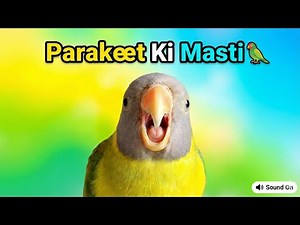 Parakeet Parrot Eating | Cute Parrot Sounds | Relaxing Bird Video