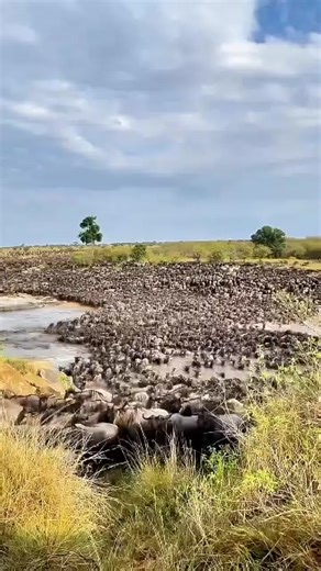 307K views · 3.3K reactions | Huge Wildebeest Migration  #wildlife #nature #migration #bk #wow | Wildest Kruger Sightings | Facebook