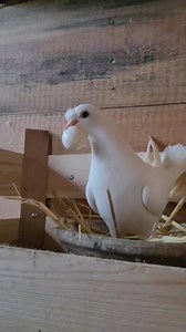 #birds #pigeons #animals #planet #Pagu #nichole #Naseem #pigeonlovers #dewlap #pigeon #pigeons185 #Dewlap | Pigeon lovers