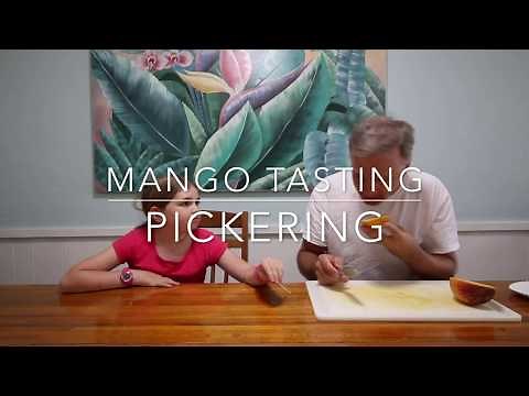 Tasting Florida Mangos - Pickering Mango from our Backyard