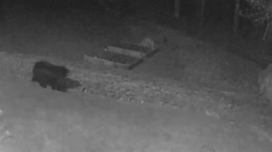 With bear sightings on the rise in Exeter, and much of the state, we...