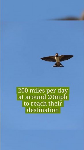 When do Swallows Fly South? #swallows #birdmigration