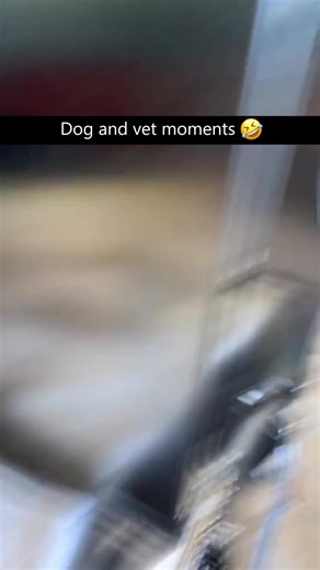 Dog's Hilarious Reaction to a Trip to the Vet