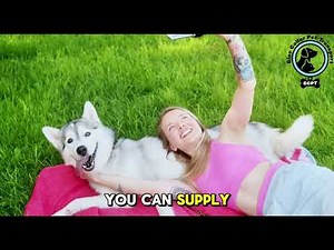 Preparing Your Dog for Ground Transportation | Blue Collar Pet Transport