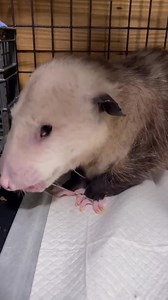 37K views · 1.9K reactions | Every species requires the proper diet....