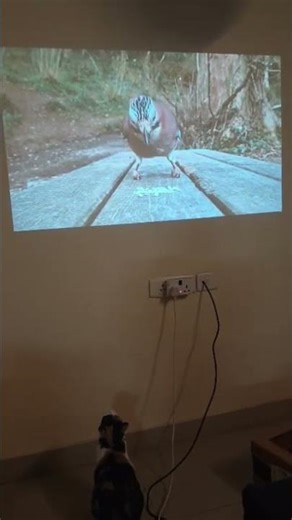 how cats react to virtual videos from projector 😂